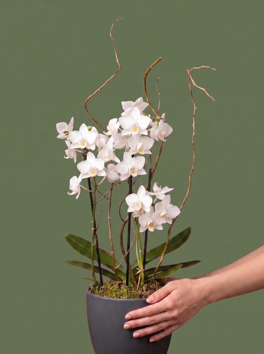 Orquídea branca em vaso cinza, foto feita com IA