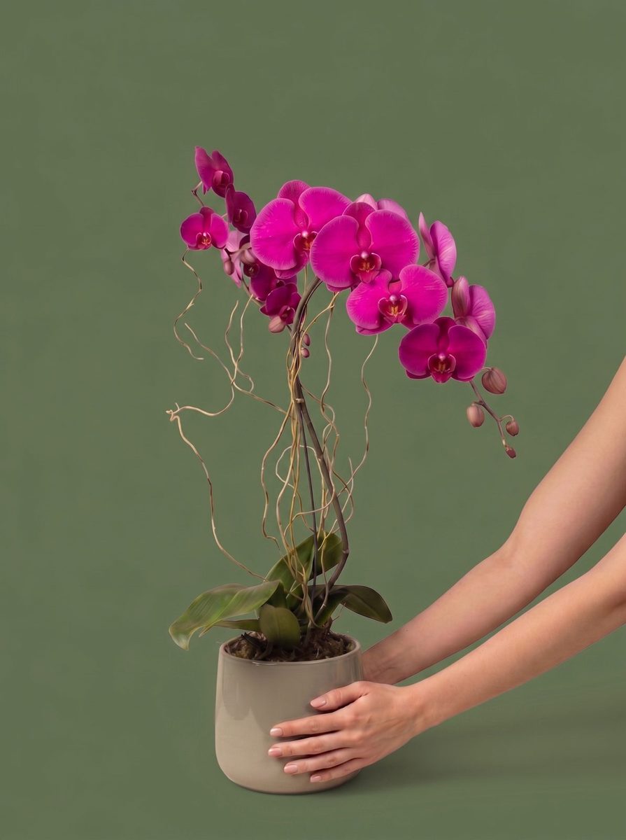 Orquídea pink em vaso bege, foto feita com IA